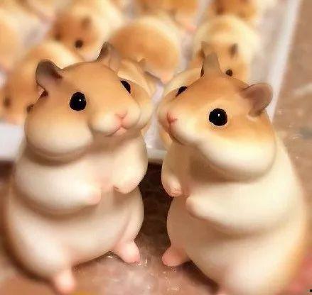 娱乐吃瓜酱仓鼠